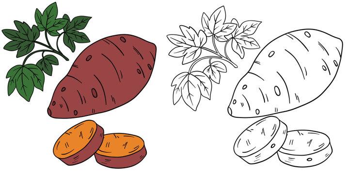 Hand-drawn illustration sweet potato batat in color and black white outline. Sweet potato roots, slices, leaves, and natural organic textures. Warm orange tones, outline kids coloring pages and educat
