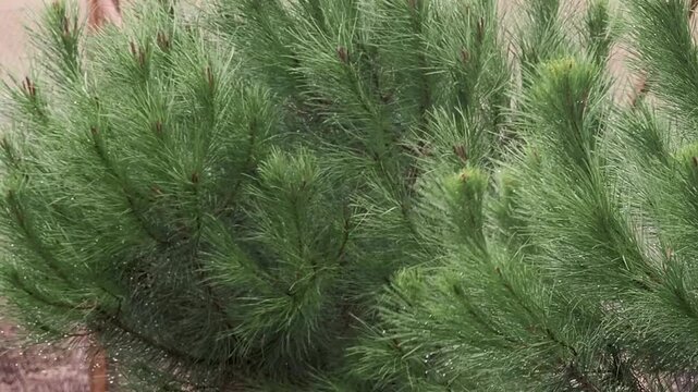 Tree bending in violent wind storm, dangerous weather conditions and natural disaster concept