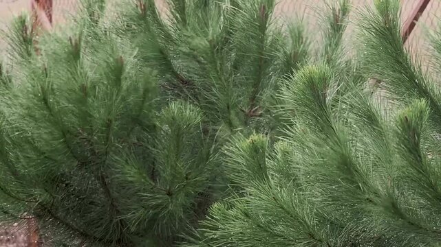 Swaying pine tree in wind, natural green forest movement and peaceful scenic outdoor background
