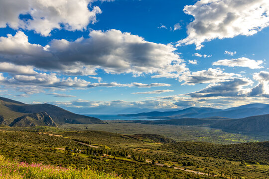 Delphi Olive Grove (Crissaean Plain) in Greece, a landscape featuring over one million olive trees extending toward the Gulf of Corinth