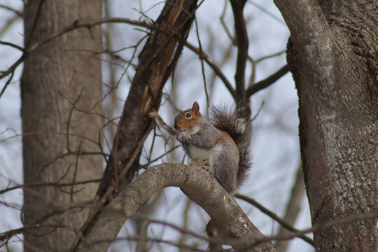 Red and gray squirrel nibbling on something while perched high up in a tree branch