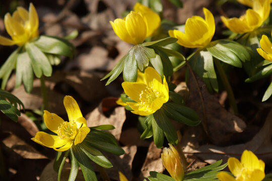 Yellow flower of what looks like winter aconite