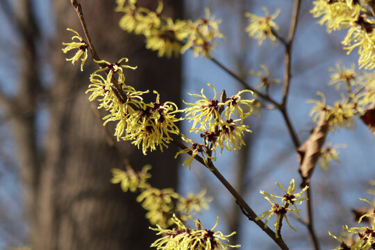 Yellow flowers on witch hazel shrub against a blue sky