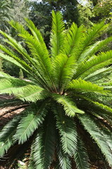 Lush green foliage of Cycas revoluta or Sago Palm in a sunlit garden. Symmetrical rosette of feathery leaves of an exotic cycad plant. Valencia, Spain. © Vlad Rakin