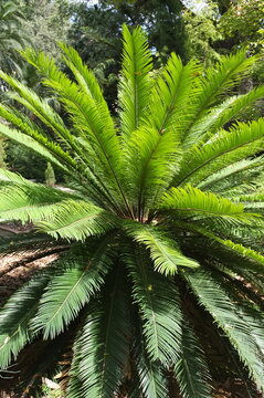 Lush green foliage of Cycas revoluta or Sago Palm in a sunlit garden. Symmetrical rosette of feathery leaves of an exotic cycad plant. Valencia, Spain.