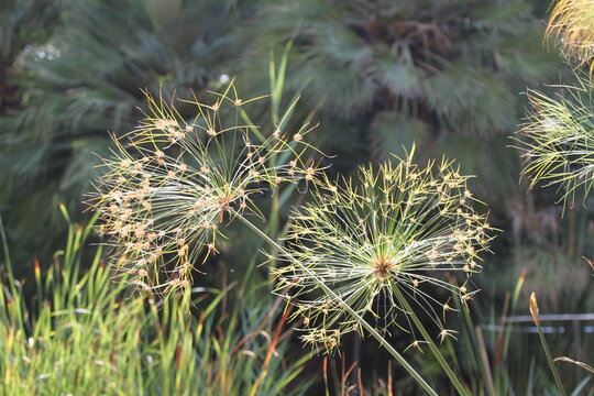 Close up of Cyperus papyrus or Egyptian papyrus reed with umbrella-shaped flower heads. Aquatic plant in botanical garden pond. Valencia, Spain.