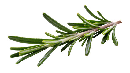 Fototapeta premium Fresh green rosemary sprig with needle-like leaves, isolated on transparent background