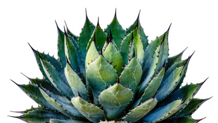 Fototapeta premium Spiky blue-green agave plant with sharp thorns, isolated on transparent background