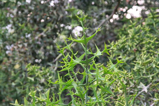 Unique triangular green stems of Colletia paradoxa or Anchor Plant. Exotic thorny shrub in botanical garden. Valencia, Spain.