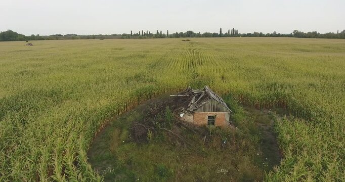 Collapsed brick building with caved-in roof surrounded entirely by corn field rows. Aerial descent from wide landscape to close ruin detail. Rural decline, abandonment, and nature reclaiming concept