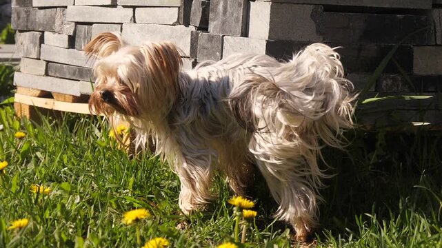Yorkshire Terrier Pees Up Close Slow Motion