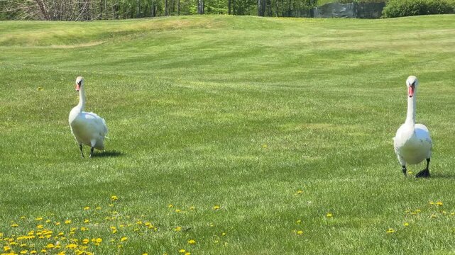 Swans are walking proudly across the field.