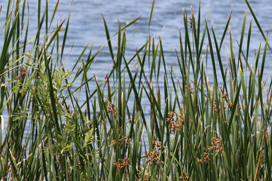 Amazing native plants in the genus Schoenoplectus, Typha, and Salix are often dominant in the few remaining natural permanently moist riparian shorelines of Coastal Los Angeles County.