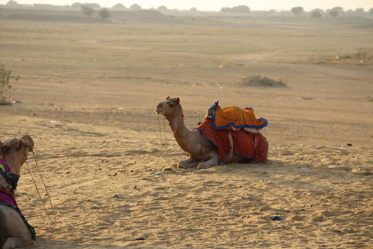 Thar desert camel 