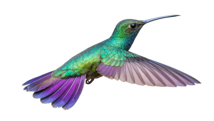 Fototapeta premium Iridescent Green Purple Hummingbird in Flight with Extended Beak