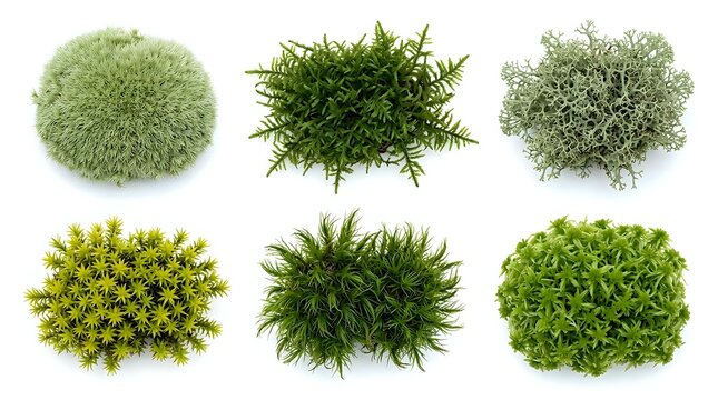 Six varieties of green moss and lichen clumps isolated on white background, showcasing diverse textures for nature, botany, and design use.