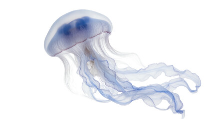 Blue jellyfish with flowing tentacles and domed bell © Andrei