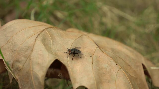 Housefly Resting on Dry Fallen Leaf in Grass