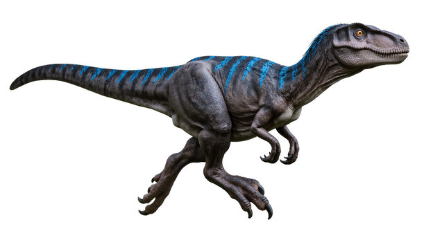 Blue striped Velociraptor dinosaur running with sharp claws