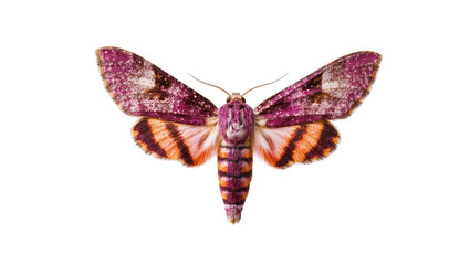 Purple striped moth with orange wing markings, detailed view © Andrei