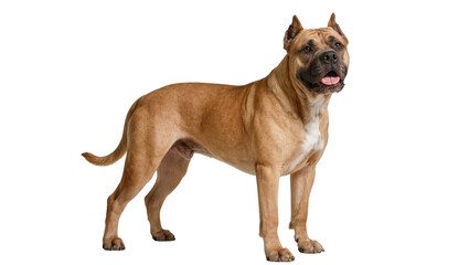 Fototapeta premium Brown brindle Cane Corso dog standing alert full body portrait