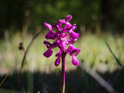 Close-up of green-winged orchid (Anacamptis morio) blooming in natural grassland habitat. Wild orchid species growing in B&uuml;kk Mountains, Hungary.