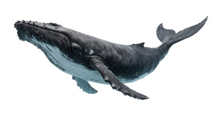 Gray Humpback Whale Swimming with Textured Skin and Fins © Andrei
