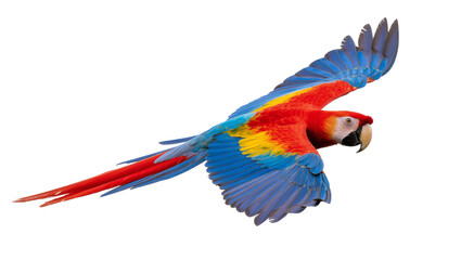 Obraz premium Vibrant flying Scarlet Macaw parrot with red tail and blue wings