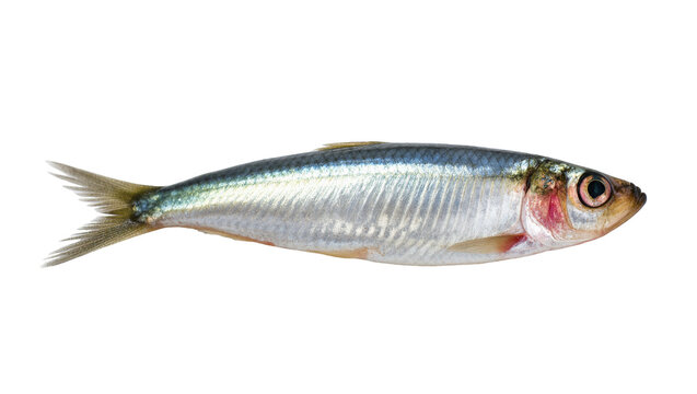 Silver European Sardine Fish Whole Body Side View