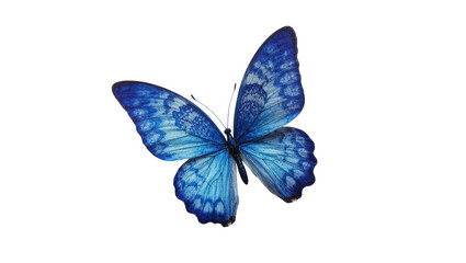 Blue patterned Butterfly with delicate wings and dark body © Andrei