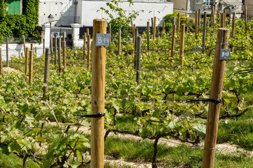 Winemaking in Paris, little terraced Vineyard on Montmartre hill, oldest and most iconic working vineyard in Paris, has produced wine since 12th century, France