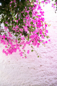 Pink bougainvillea against white wall