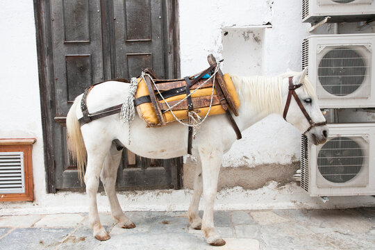 White horse with saddle in Greece