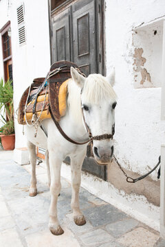 White horse with saddle in Greece