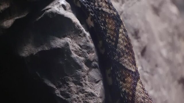 Close-up of coiled patterned snake on rock in dark terrarium