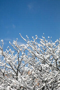 Branches covered in snow