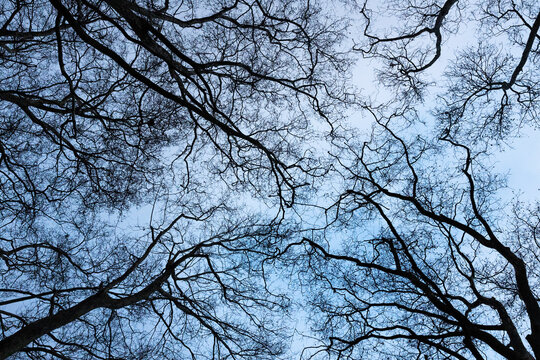 View of bare trees against blue dusk sky