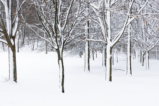 Snowy covered trees