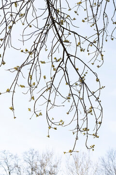 Bare branches in spring season in New York City