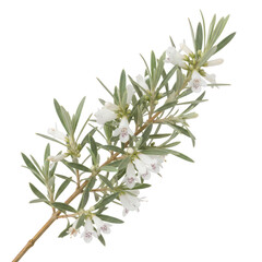 Fototapeta premium Westringia fruticosa branch with white flowers isolated on a transparent background