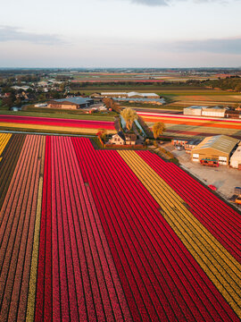 Aerial view of vibrant rows of red, yellow, and pink tulip fields surrounding farm buildings and a rural house under a soft sky De Zilk, Zuid-Holland, Netherlands.