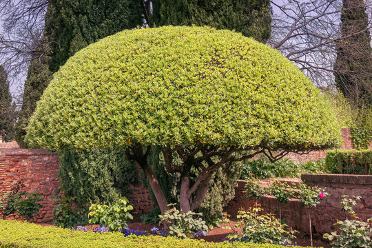 arbusto pitosporo Japon&eacute;s (Pittosporum Tobira) ricamente trabajado en forma de arbol con copa semicircular
