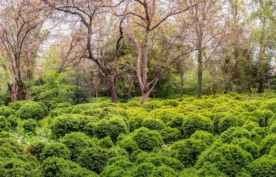 jardines de la Alhambra de Granada con una densa poblacion del arbusto de Boj (Buxus Sempervirens)