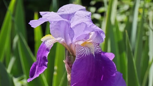 iris flower in the garden
