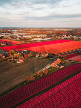 Aerial view of vibrant red and pink tulip fields stretching across the landscape with farmhouses and a small town under a soft sky De Zilk, Zuid-Holland, Netherlands.