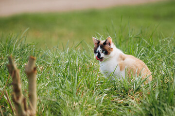 Domestic cat licking lips camouflaged in green grass © Iryna
