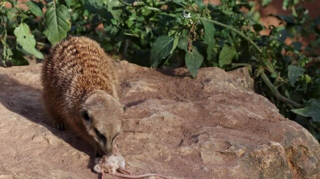 Meerkat, lat. Suricata suricatta sitting on a stone and having dinner with a tasty mouse