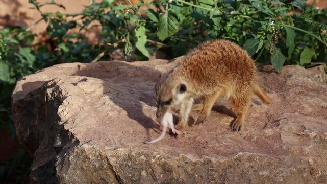 Meerkat, lat. Suricata suricatta sitting on a stone and having dinner with a tasty mouse