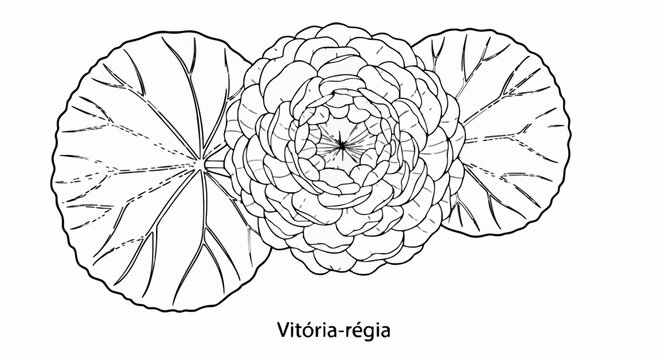 Vector illustration of a Victoria regia water lily in black and white with a floral pattern in a natural decorative style.