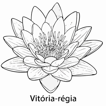 Vector illustration of a Victoria regia water lily in black and white with a floral pattern in a natural decorative style.